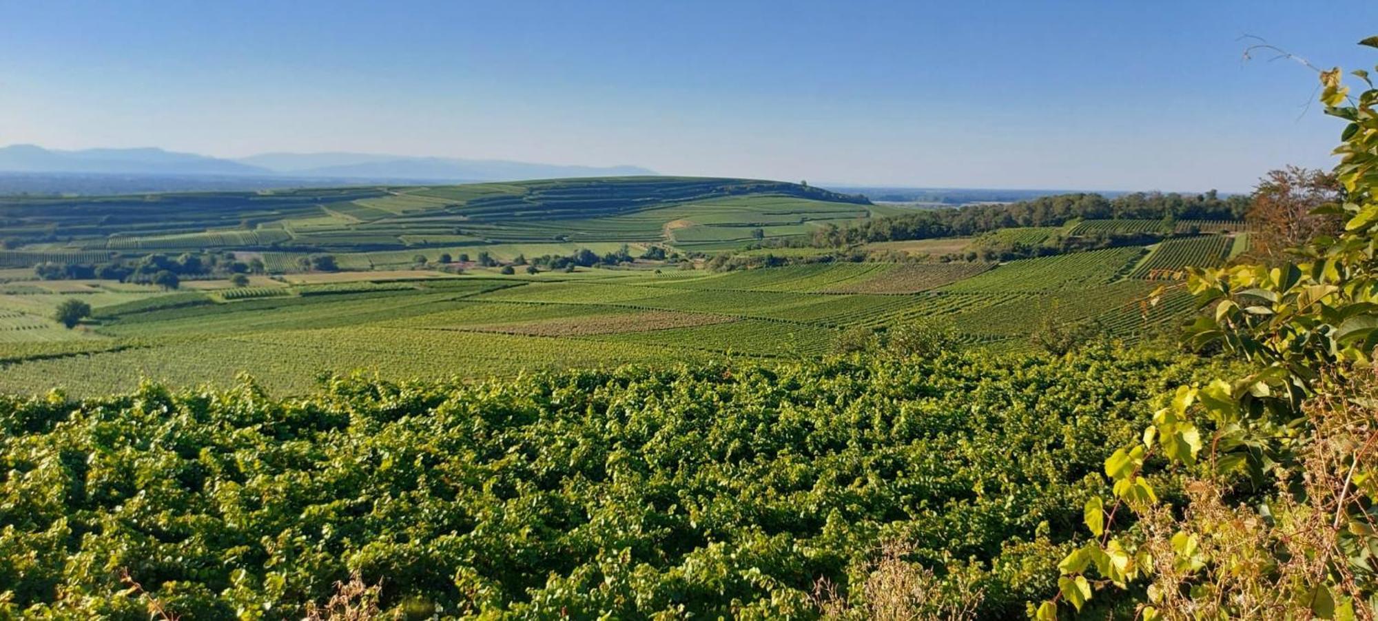 Ferienwohnung Vino9 Фогтсбург Екстериор снимка
