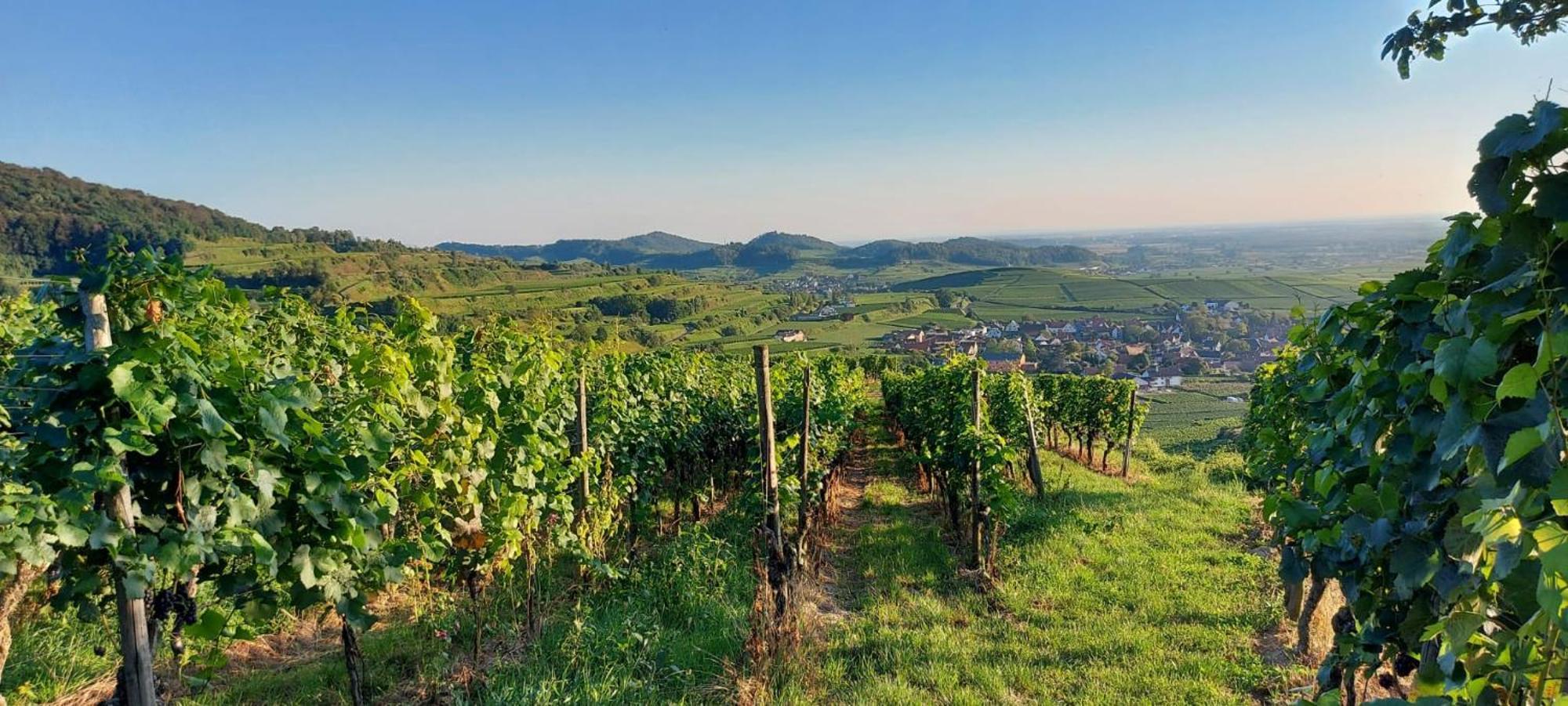 Ferienwohnung Vino9 Фогтсбург Екстериор снимка