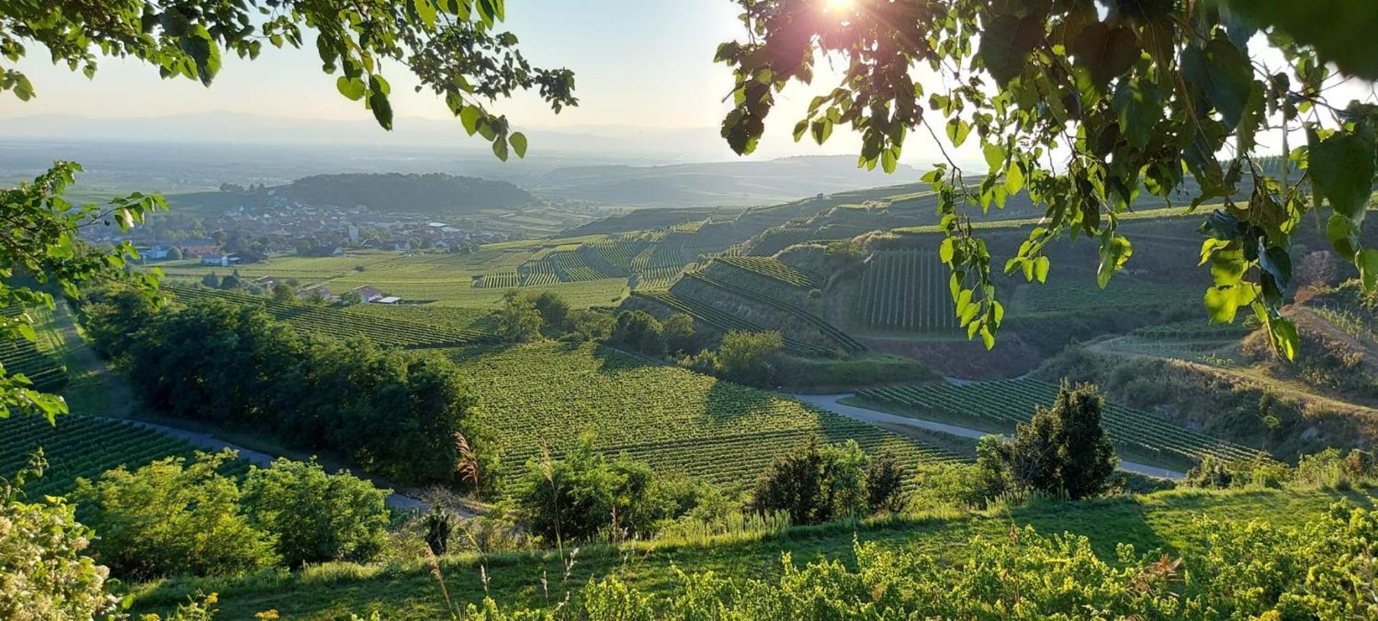Ferienwohnung Vino9 Фогтсбург Екстериор снимка
